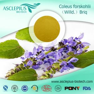 Coleus forskohlii Estratt Trab Fornitur Bejgħ bl-ingrossa / l-Ingredjent Attiv Huwa Forskolin